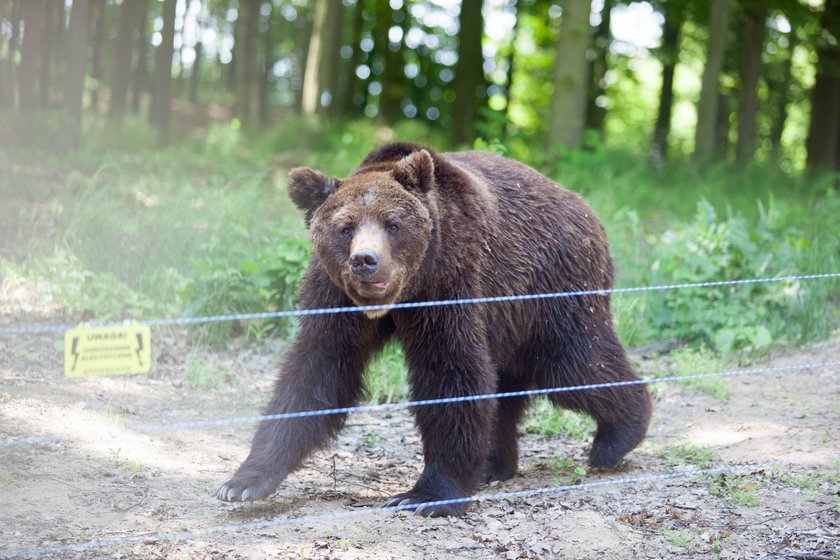 Aleksander Niweliński nowym dyrektorem ZOO?