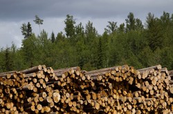 18 tys. zł dla nadleśniczego. Ile tak naprawdę zarabia się w Lasach Państwowych?