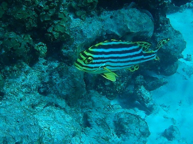 Lokalni koralni greben na Maldivima 