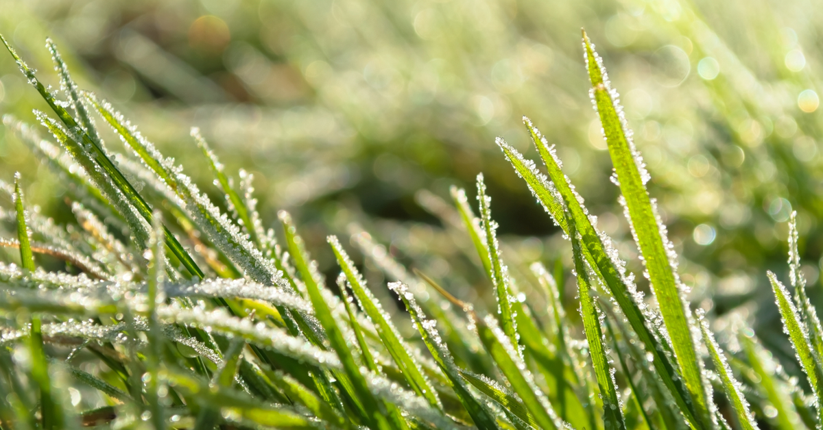 Nowe świadczenie: będzie można otrzymać 2400 zł za przymrozek. Wnioski o wypłatę już od 1 grudnia