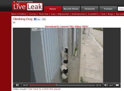 Oto pies, który po płocie wspina się jak pająk