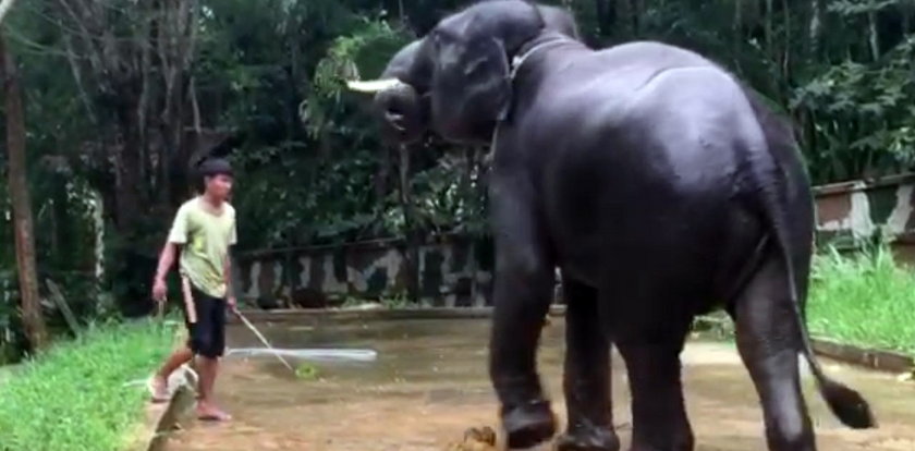 Słoń zabił turystę na oczach córki