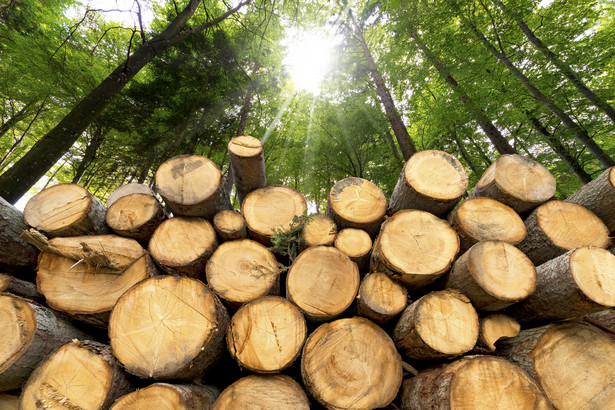 Ile wyniosła średnia cena za m3 drewna w lipcu? [DANE LASÓW PAŃSTWOWYCH]
