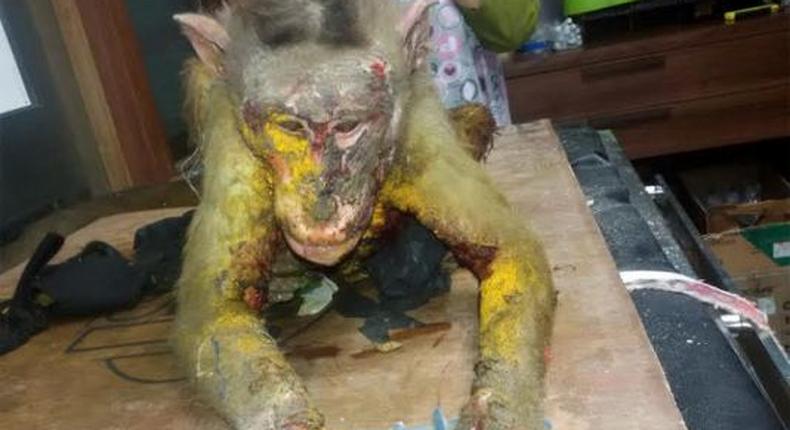 Acid attack: Monkey dies after maggot infestation