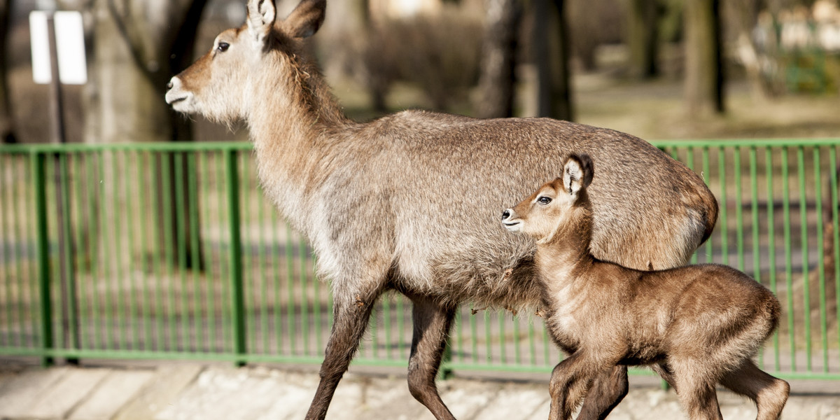 Wiosna i narodziny zwierzaków w zoo.