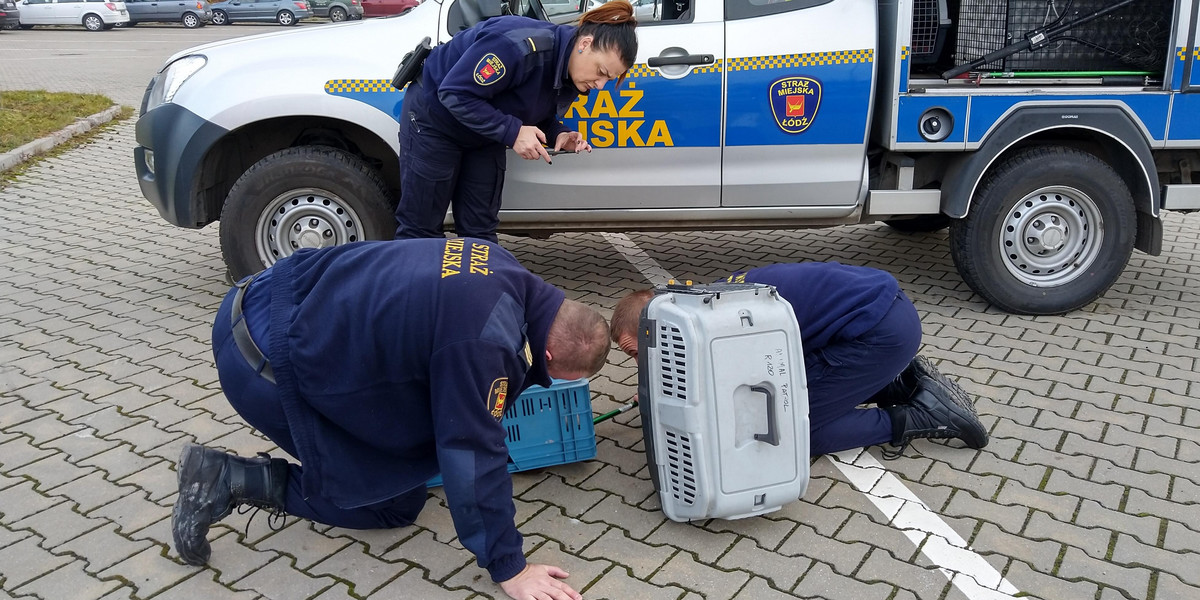 Strażnicy miejscy ratowali kunę 