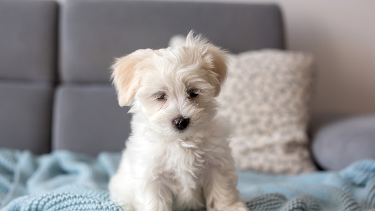 Ovih 5 popularnih imena ne bi trebalo davati psu, savetuje veterinar