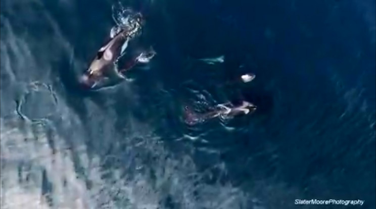 A gyilkos bálnák percek alatt szétszedik a csúcsragadozó cápá / Fotó: Facebook