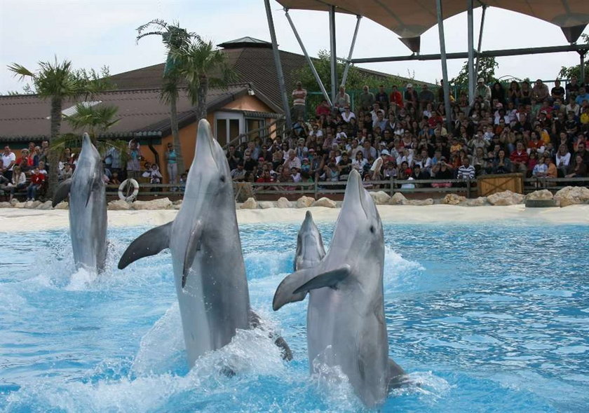 Dwa delfiny nie żyją przez techno party