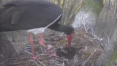 Megjött az első fekete gólya Gemencre – Videó az érkezéséről