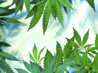 Legalizacja marihuany w stanie Oregon: miasta narzekają na zmiany w opodatkowaniu