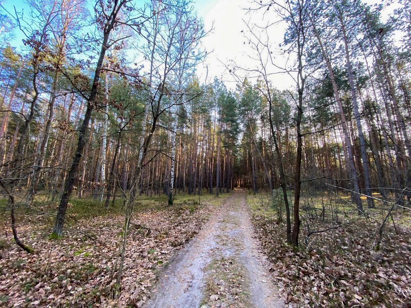 Zbrodnia pod Siedlcami. Udusił i zakopał Anię w lesie