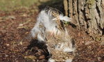 Się dzieje! Zoo czyści budki lęgowe ptaków