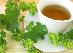 Przywrotnik przywraca zdrowie. Jego mocne strony