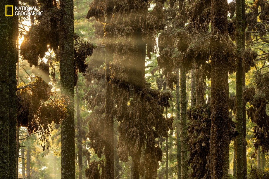 Thousands of butterflies cling to trees at El Rosario Butterfly Sanctuary in Mexico.