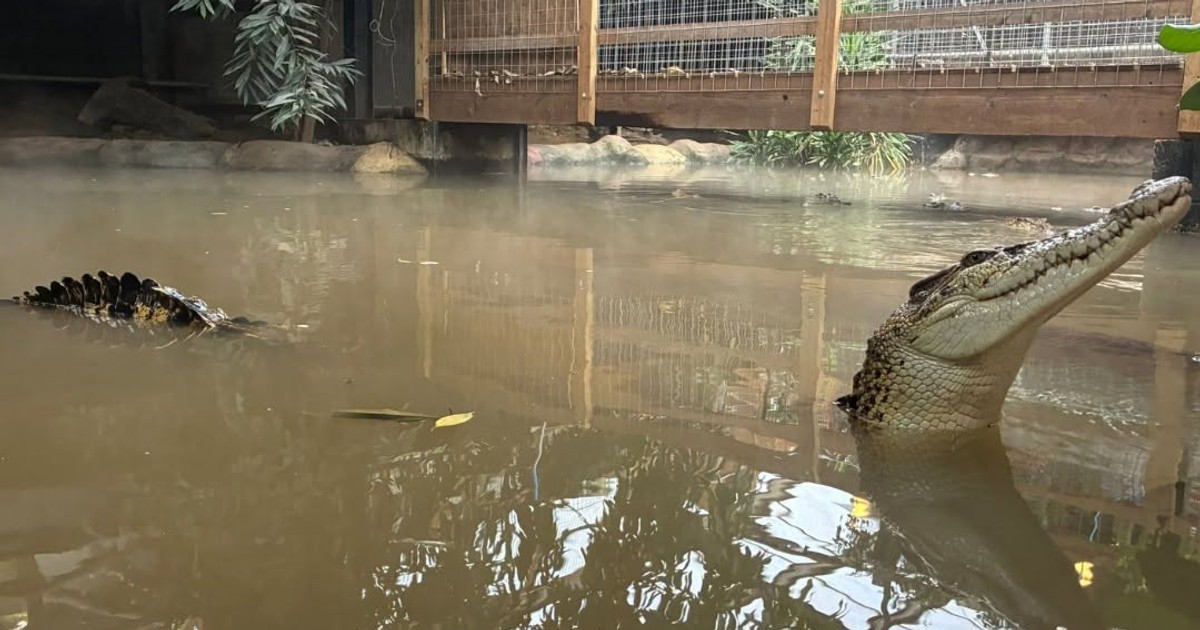 Tragedia w Anglii: 3-latek na wybieg krokodyli w prywatnym zoo