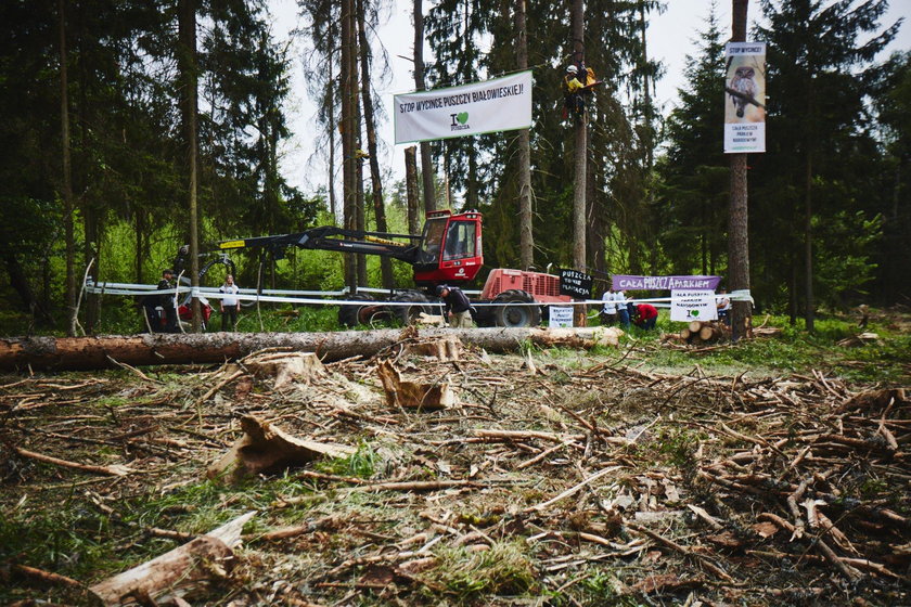 Protest ekologów. Przykuli się do drzew w Puszczy Białowieskiej