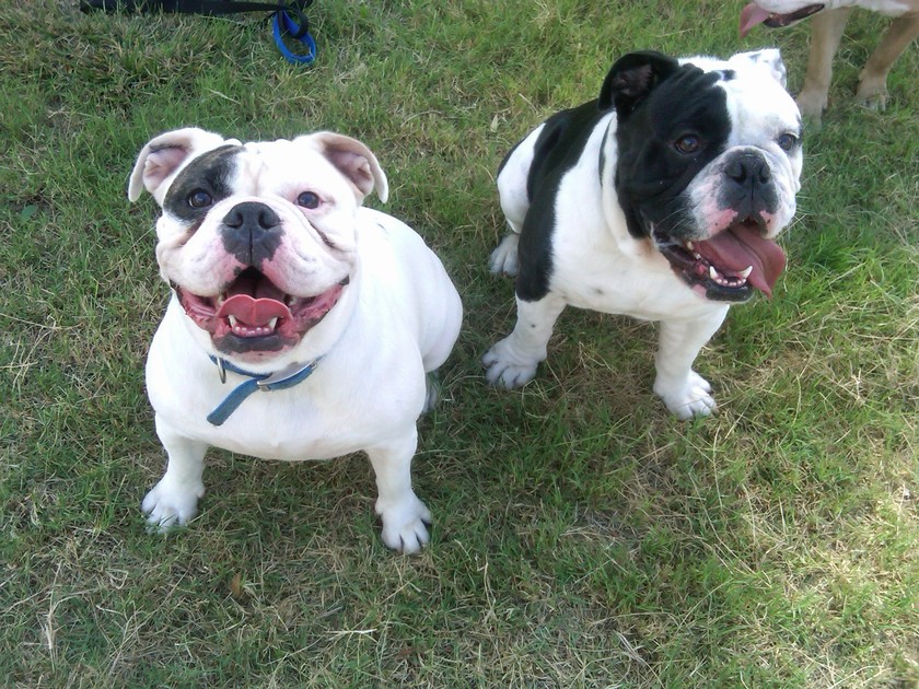 Bereits 2017 erlitt das Ehepaar einen Verlust: Damals mussten sie sich von Hündin Sally (10, rechts) verabschieden.
