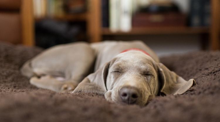 Miért sír álmában a kutyám? Fotó: Getty Images