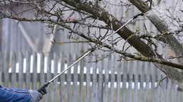 spryskaj tym jabłonie teraz, aby w sezonie nie miały parcha. kiedy pryskać jabłonie na parcha? czym pryskać jabłonie?