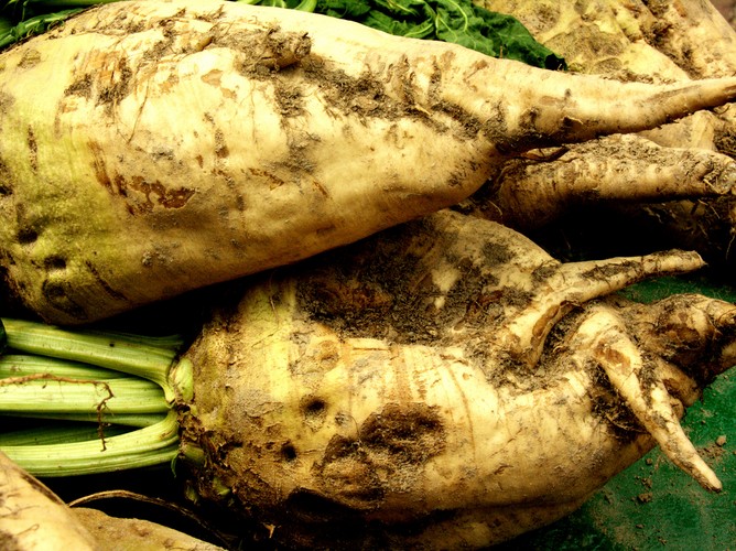 Buraki cukrowe – 7. miejsce na świecie. Burak cukrowy to druga po trzcinie cukrowej roślina cukrodajna. Produkcja buraków cukrowych w Polsce w 2010 r. wyniosła ponad 9,8 mln ton. Największym producentem na świecie była Francja.