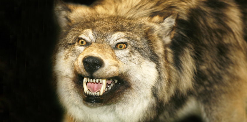 Piłami spalinowymi bronili się przed wilkami. Zwierzęta zostały zastrzelone. Są wyniki sekcji zwłok