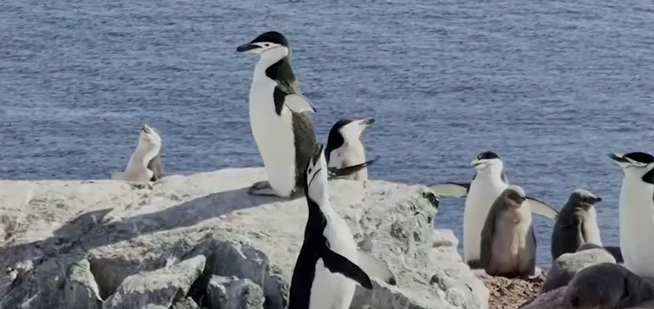 Pingvini na Antarktiku