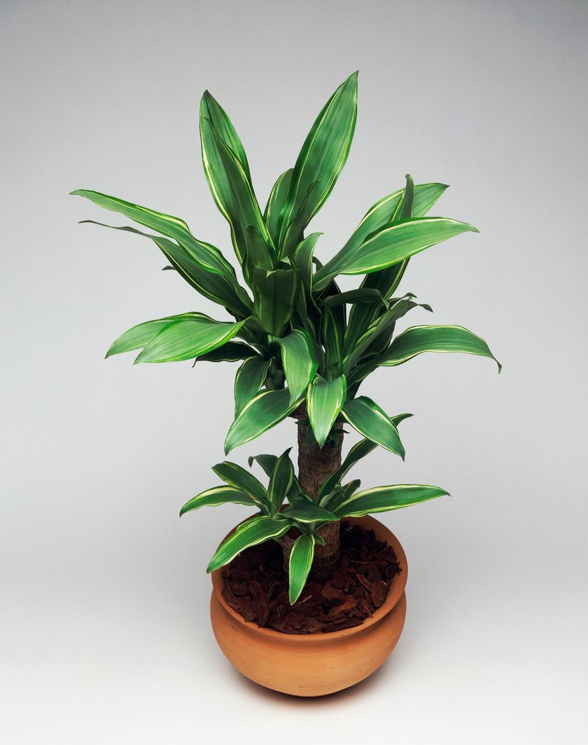 Dracena – bardzo dobra do dużych pomieszczeń