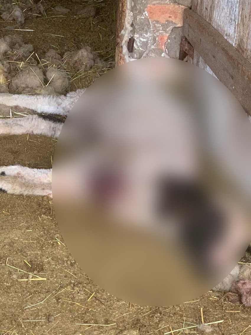 11 ovaca zaklano u Ripnju