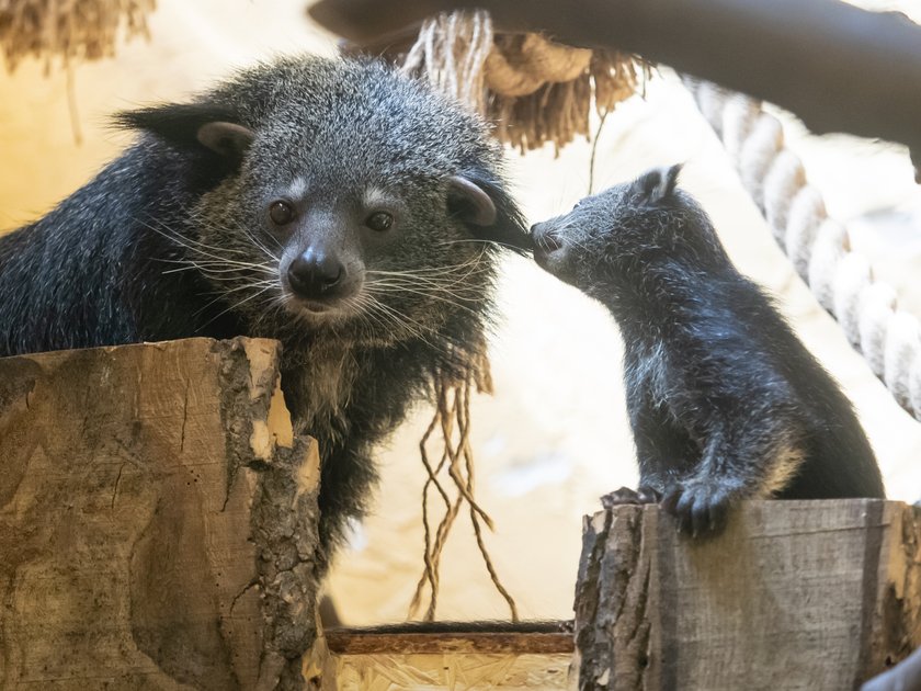 Wielka radość w łódzkim Orientarium! Na świat przyszły trzy śliczne zwierzaki. Zobacz, jak wyglądają