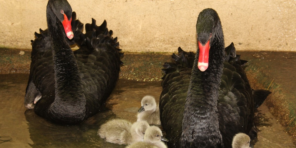 czarne łabędzie zoo poznań