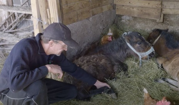 Amer na svom imanju ima preko 500 životinja
