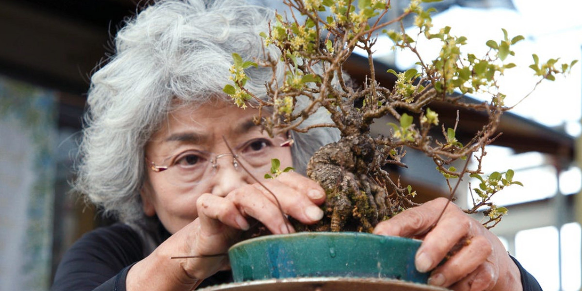 Nie ma dwóch identycznych drzewek bonsai, a ich przygotowanie zajmuje dziesiątki lat.