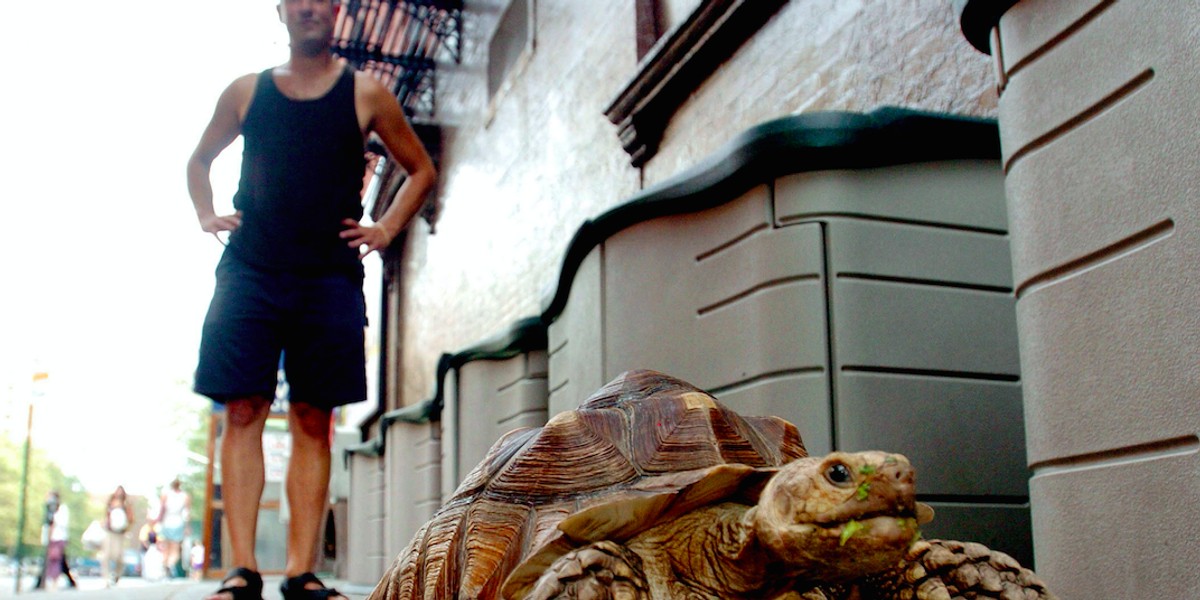 Robert Shapiro walking his African spurred tortoise Speedbump on Manhattan's Lower East Side in New York in 2005.