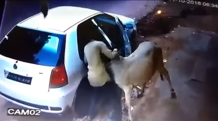 Az autó hátsó ülésére tuszkolták be a lopott tehenet / Fotó: YouTube