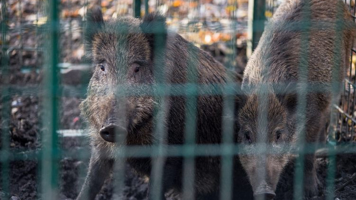 Można je spotkać już nie tylko w trójmiejskich lasach, w Gdańsku, Gdyni i Sopocie dziki coraz częściej pojawiają się w pobliżu ruchliwych arterii, lub dumnie paradują między blokami. Zwierzęta są odławiane, a niekiedy są odstrzeliwane przez myśliwych, których zatrudnia miasto.