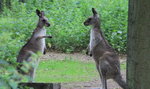 Wojna kangurów z zoo
