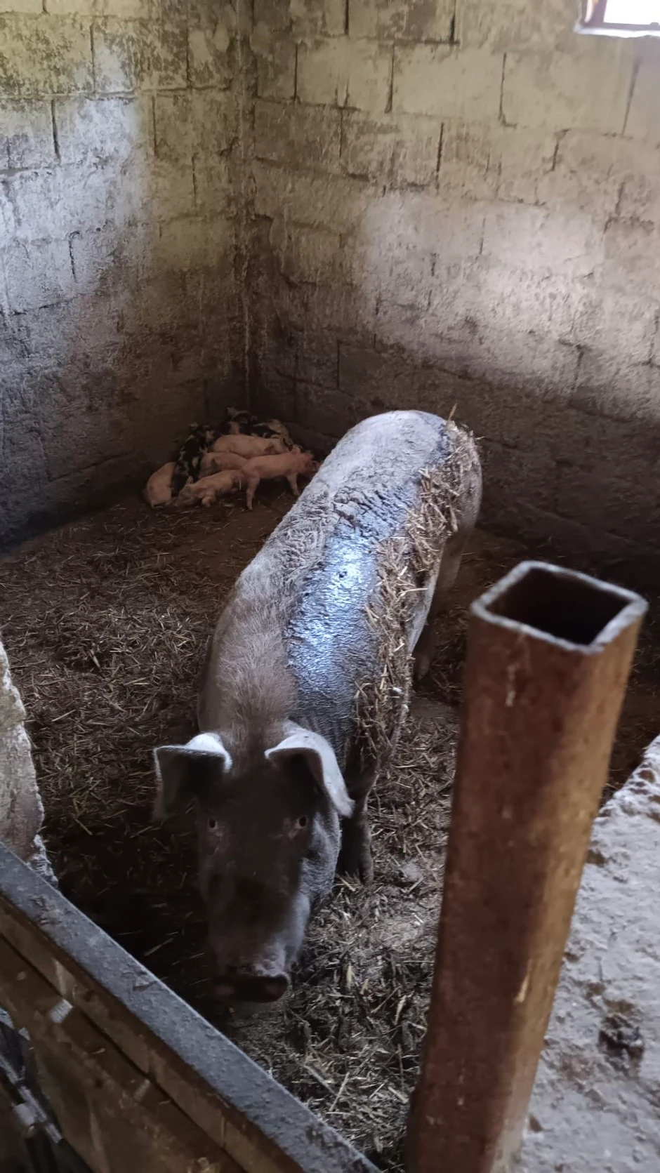 Snežanu svinja napala dok je vraćala jedno prase