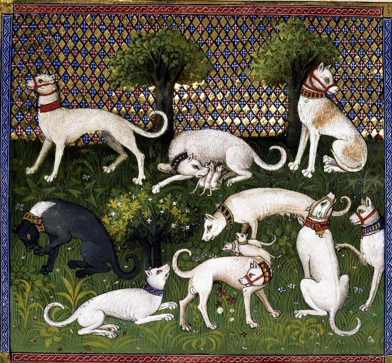 Jak traktowano psy w średniowieczu?