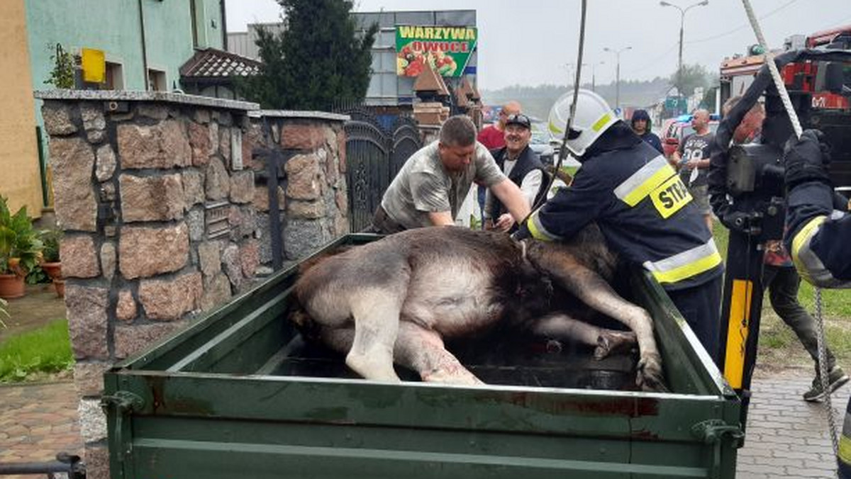 Skarżysko – Kamienna. Łoś nabił się na pręty ogrodzenia. Zwierzę nie przeżyło