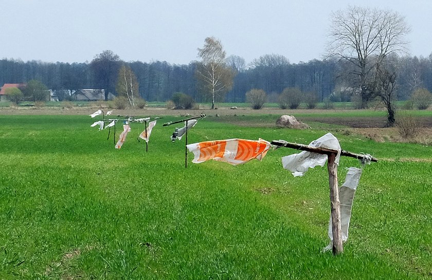 Dzikie gęsi niszczą pola