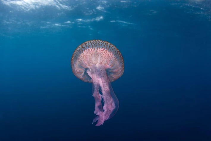 meduza