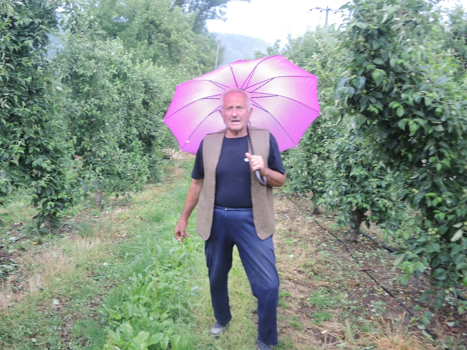 Radenko Novaković ima pet hektara pod jabukom