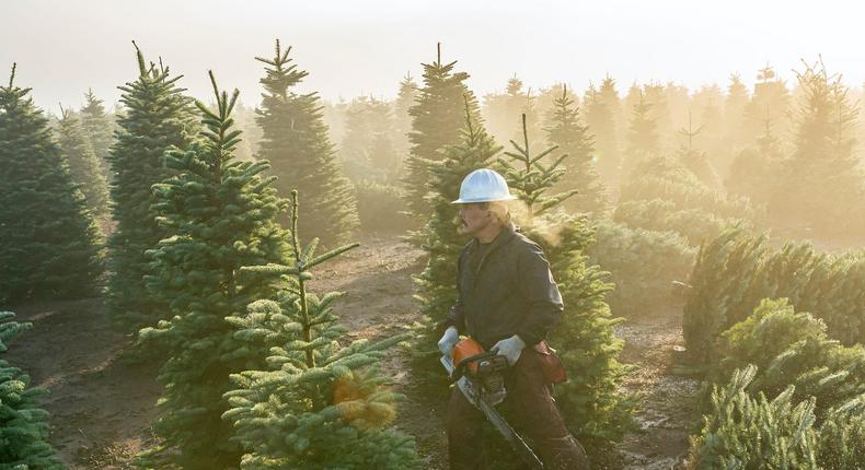 A Christmas tree harvest at a tree farm in Salem, Oregon.
