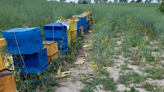Zniszczone pszczele ule w Wawrowie