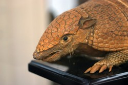 Pancernik kulowaty maskotką brazylijskiego turnieju