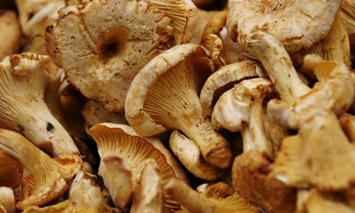 To jedne z najpopularniejszych grzybów. Nie każdy wie, iż nie należy ich solić