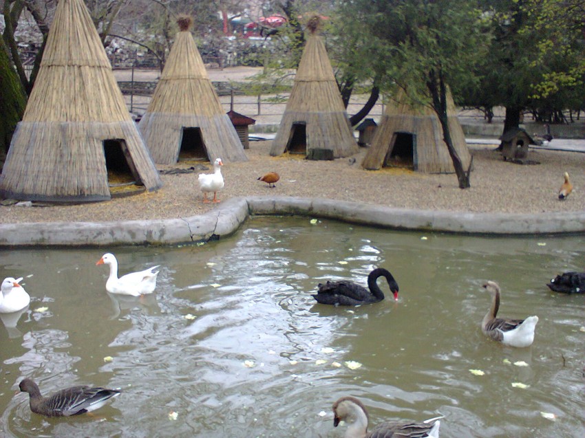 Zoooški vrt u Beogradu