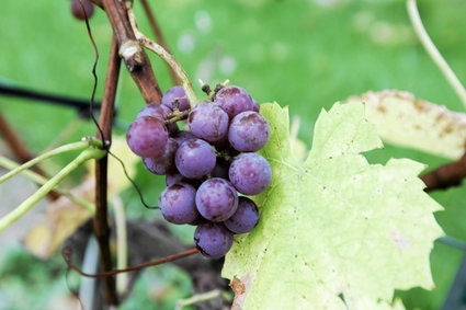 Ministerstwo rolnictwa przygotuje program rozwoju branży winiarskiej
