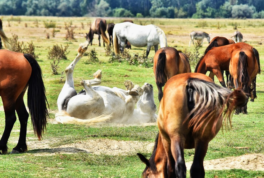 Krčedinska ada foto Nenad Mihajlovic